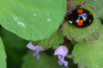 <i>Harmonia axyridis</i>