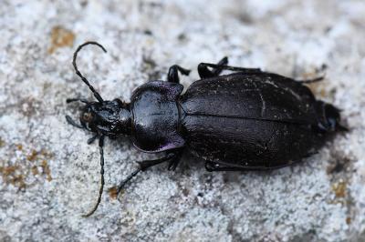 <i>Carabus nemoralis</i>