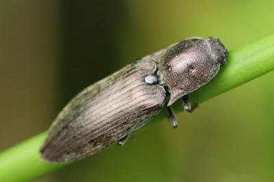 Actenicerus sjaelandicus
