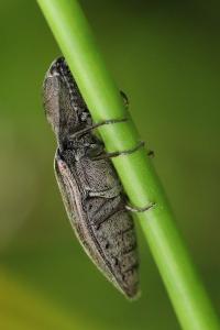 <i>Actenicerus sjaelandicus</i>