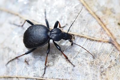 <i>Cychrus attenuatus</i>