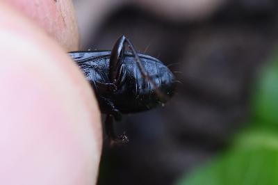 <i>Pterostichus anthracinus</i>