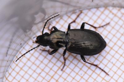 <i>Pterostichus oblongopunctatus</i>