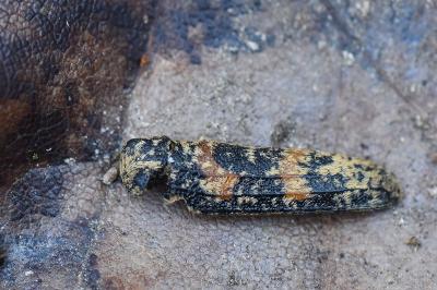 <i>Rhagium sycophanta</i>