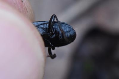 <i>Pterostichus anthracinus</i>