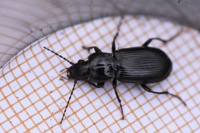 <i>Pterostichus anthracinus</i>