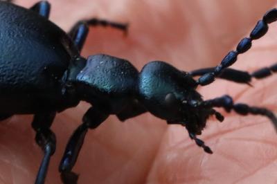 <i>Meloe violaceus</i>