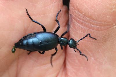 <i>Meloe violaceus</i>