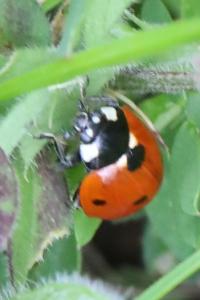 <i>Coccinella septempunctata</i>