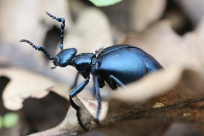 <i>Meloe violaceus</i>