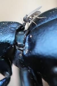 <i>Meloe violaceus</i>