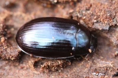 <i>Platydema violacea</i>