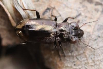 <i>Notiophilus</i>