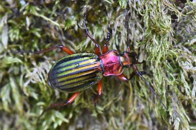 <i>Carabus auronitens</i>