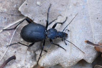 <i>Cychrus caraboides</i>