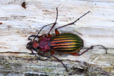 <i>Carabus auronitens</i>