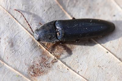 <i>Melanotus villosus</i>