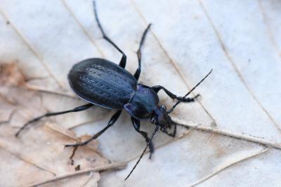 <i>Carabus arvensis</i>