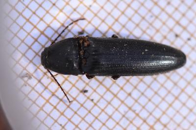 <i>Melanotus villosus</i>