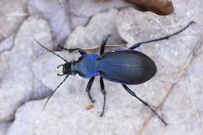 <i>Carabus violaceus</i>