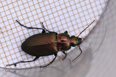 <i>Poecilus cupreus</i>