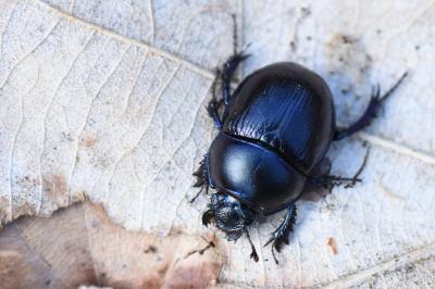 <i>Anoplotrupes stercorosus</i>