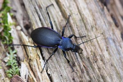 <i>Carabus violaceus</i>
