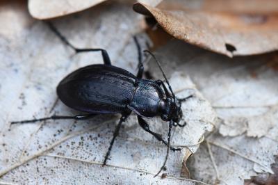 <i>Carabus arvensis</i>
