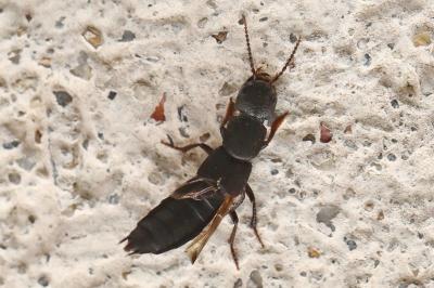 <i>Ocypus</i>