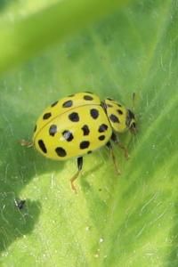 <i>Psyllobora vigintiduopunctata</i>