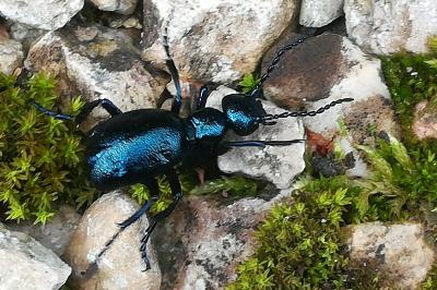 <i>Meloe violaceus</i>