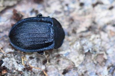 Petit Silphe noir