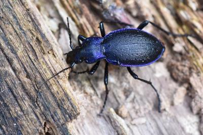 <i>Carabus problematicus</i>