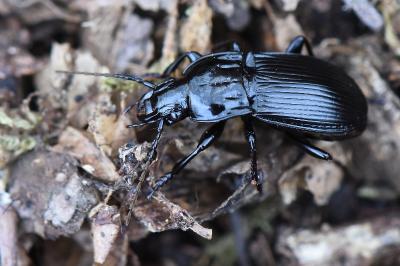 <i>Abax parallelepipedus</i>