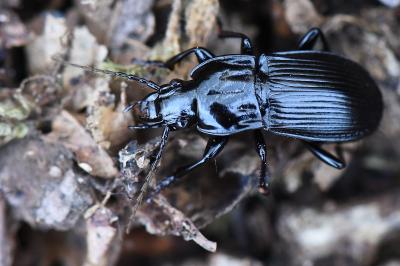 <i>Abax parallelepipedus</i>