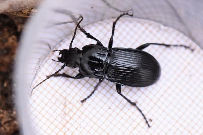 <i>Abax parallelepipedus</i>