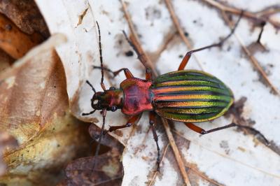 <i>Carabus auronitens</i>
