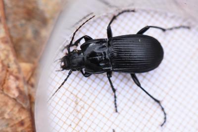 <i>Abax parallelepipedus</i>