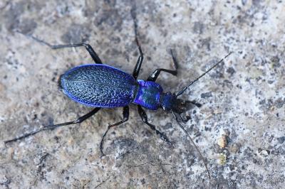 <i>Carabus intricatus</i>