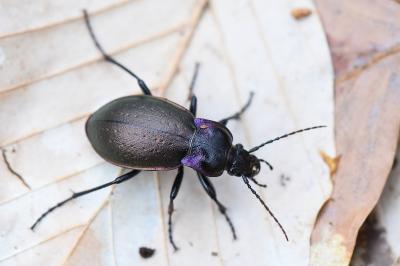 <i>Carabus nemoralis</i>