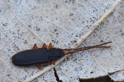 <i>Uleiota planatus</i>