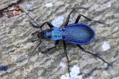 <i>Carabus intricatus</i>