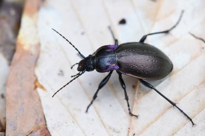 <i>Carabus nemoralis</i>