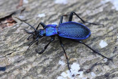 <i>Carabus intricatus</i>