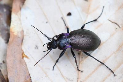 <i>Carabus nemoralis</i>