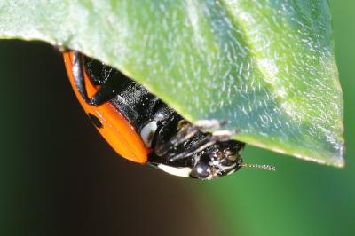 <i>Coccinella septempunctata</i>