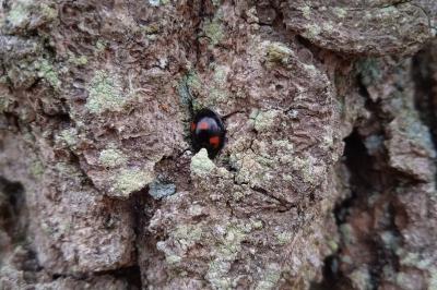 <i>Exochomus quadripustulatus</i>