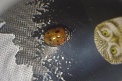 <i>Adalia decempunctata</i>