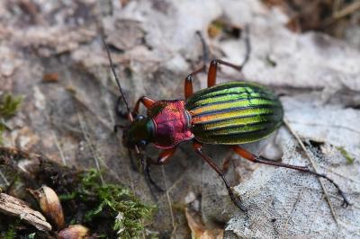 <i>Carabus auronitens</i>