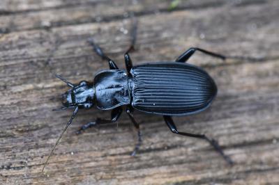 <i>Pterostichus niger</i>